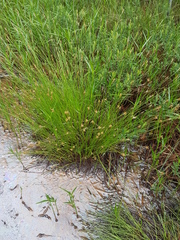 Carex exilis