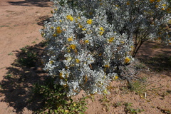 Senna artemisioides helmsii