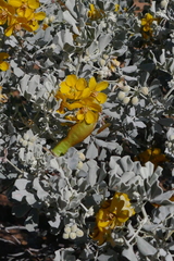 Senna artemisioides helmsii