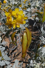 Senna artemisioides helmsii