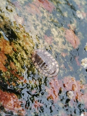 Ischnochiton hakodadensis