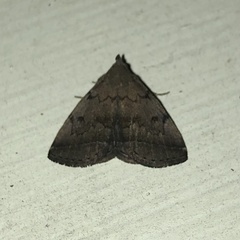 Zanclognatha dentata