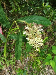 Alpinia galanga