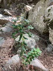 Euphorbia insularis
