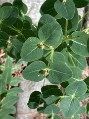 Euphorbia insularis