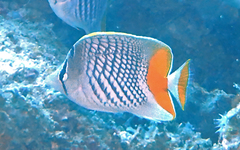 Chaetodon xanthurus