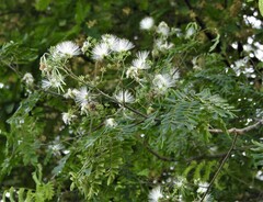 Albizia odoratissima