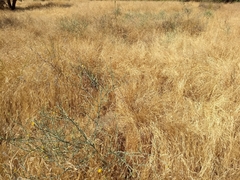 Centaurea solstitialis