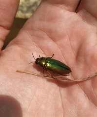 Eurythyrea micans