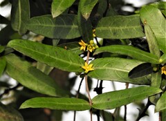 Hemidesmus indicus