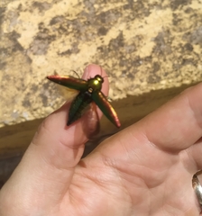 Eurythyrea micans