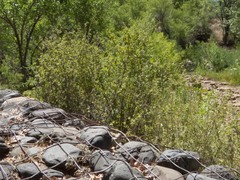 Rhus aromatica aromatica