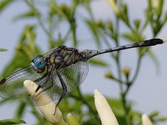 Diplacodes trivialis