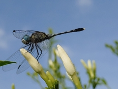 Diplacodes trivialis