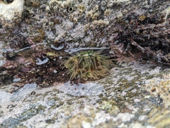 Anthopleura fuscoviridis