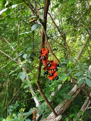 Archidendron clypearia