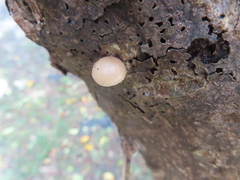 Favolaschia manipularis
