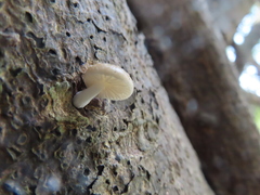 Favolaschia manipularis