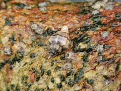 Ocinebrellus inornatus