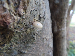 Favolaschia manipularis
