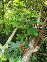 Archidendron clypearia