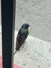 Sturnus vulgaris