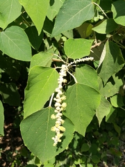 Mallotus apelta
