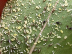 Sarucallis kahawaluokalani