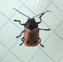 Clytra quadripunctata