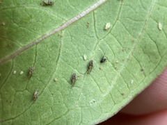 Sarucallis kahawaluokalani