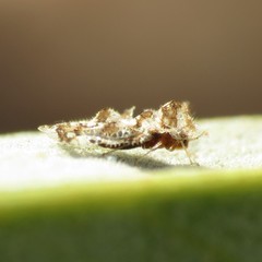 Corythucha sagillata