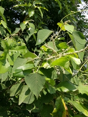 Mallotus apelta