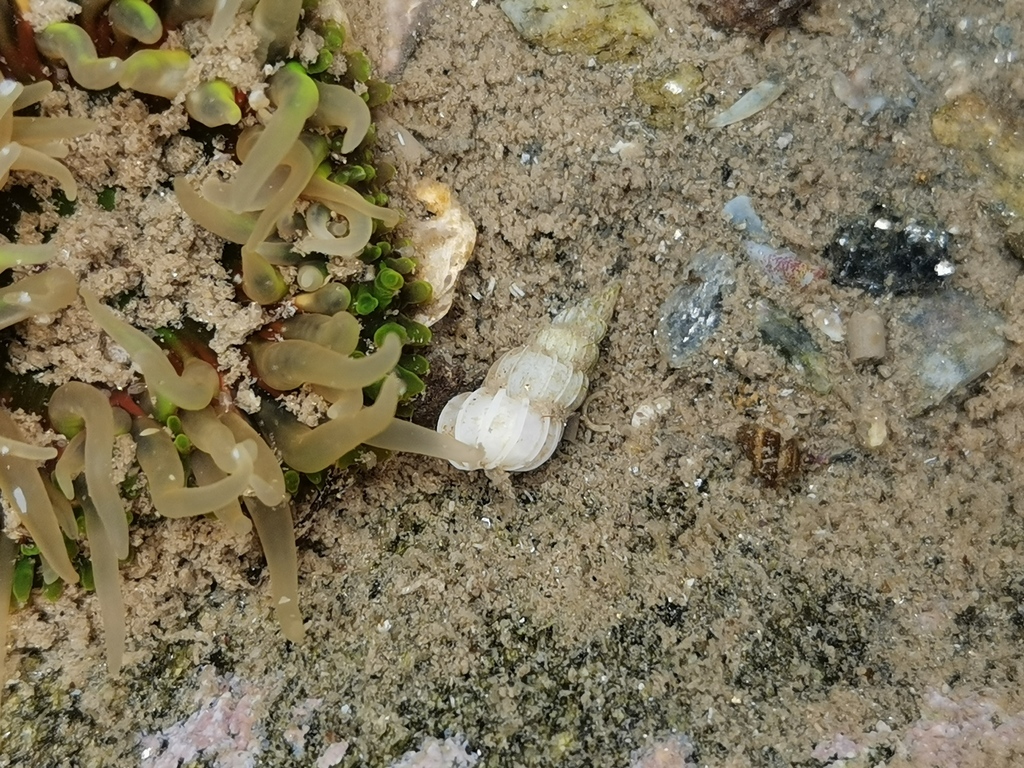 Epitonium gradatum