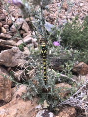 Cordulegaster princeps