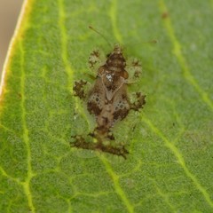 Corythucha sagillata