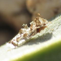 Corythucha sagillata