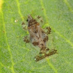 Corythucha sagillata