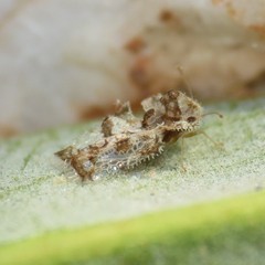 Corythucha sagillata