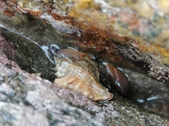 Ocinebrellus inornatus