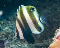 Coradion melanopus