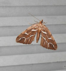 Chalastra aristarcha