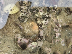 Ocinebrellus inornatus