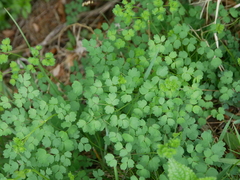 Thalictrum minus saxatile