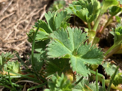 Alchemilla fissa