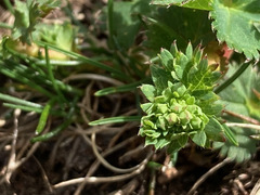 Alchemilla fissa
