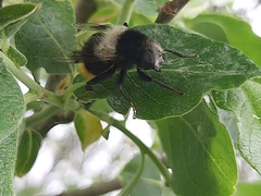 Eristalis oestracea