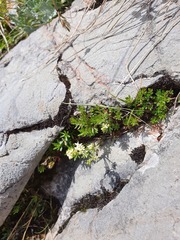 Galium megalospermum