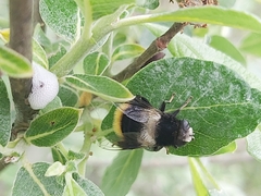 Eristalis oestracea