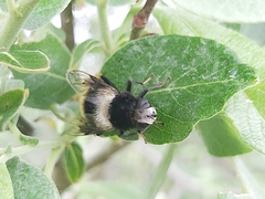 Eristalis oestracea