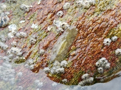 Planocera